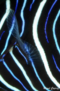 Aquatic pattern by Raoul Caprez 